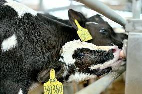 Dairy Farm in Hai 'an