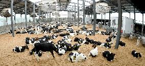 Dairy Farm in Hai 'an