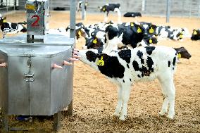 Dairy Farm in Hai 'an