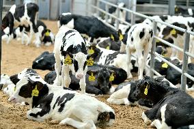 Dairy Farm in Hai 'an