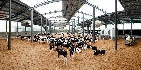 Dairy Farm in Hai 'an