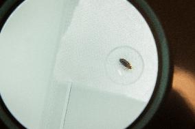 Bedbugs Study - Lyon