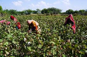 Cotton Plucking - India