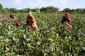 Cotton Plucking - India