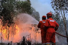 Forest Fire In South Sumatra