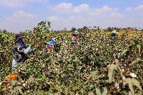 Cotton Harvest Season In Sharqia Governorate