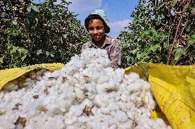 Cotton Harvest Season In Sharqia Governorate