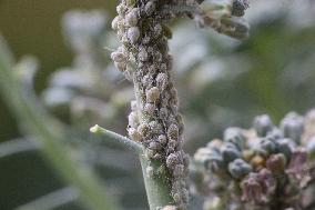 Cabbage Aphids On A Broccoli Plant