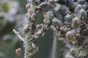 Cabbage Aphids On A Broccoli Plant