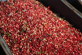 Cranberry Harvest