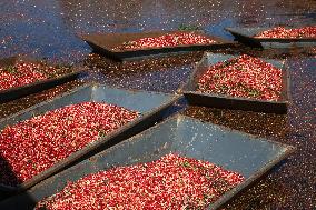 Cranberry Harvest