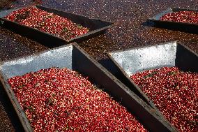 Cranberry Harvest