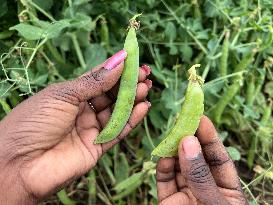 Agriculture In Canada