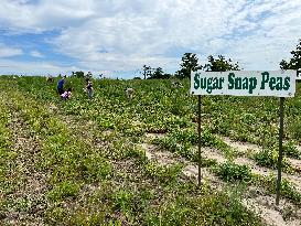 Agriculture In Canada