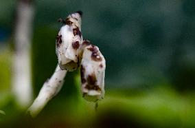Rare And Endangered Plant Monotropa Uniflora L