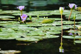 Water Lilies Bloom at West Lake in Hangzhou