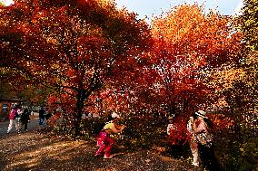 Tourists Enjoy Maple Leaves in Benxi