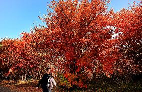 Tourists Enjoy Maple Leaves in Benxi