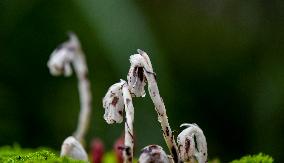 Rare And Endangered Plant Monotropa Uniflora L