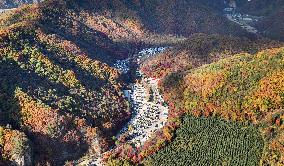 Tourists Enjoy Maple Leaves in Benxi