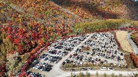 Tourists Enjoy Maple Leaves in Benxi