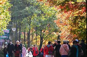 Tourists Enjoy Maple Leaves in Benxi