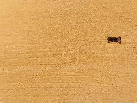 Corn Harvest in Lianyungang