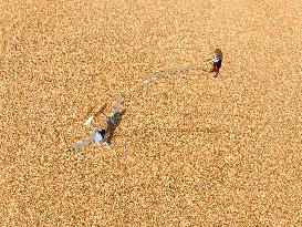 Corn Harvest in Lianyungang