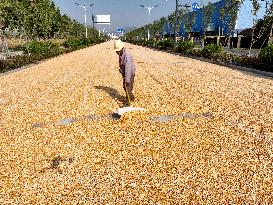 Corn Harvest in Lianyungang