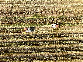 Corn Harvest in Lianyungang