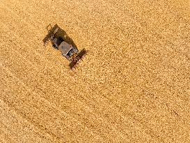 Corn Harvest in Lianyungang