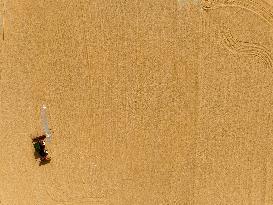 Corn Harvest in Lianyungang