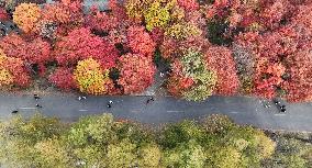 Tourists Enjoy Maple Leaves in Benxi