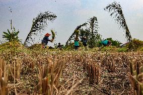 Rice Production Target In Indonesia