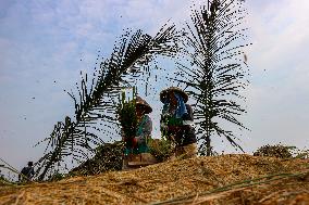 Rice Production Target In Indonesia