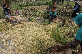 Rice Production Target In Indonesia
