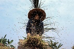 Rice Production Target In Indonesia