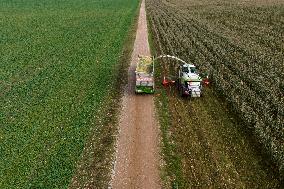 Harvesting field corn