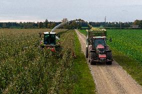 Harvesting field corn