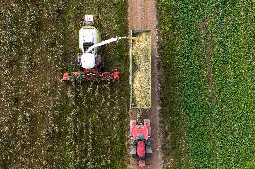 Harvesting field corn