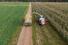 Harvesting field corn