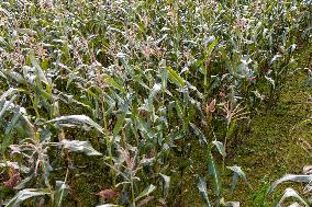 Harvesting field corn