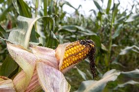 Harvesting field corn