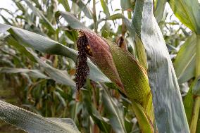 Harvesting field corn