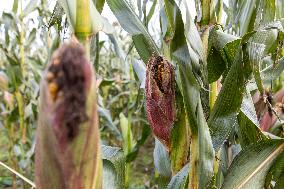 Harvesting field corn