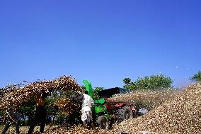 Farmers Thresh Fodder For Cattle - Ajmer