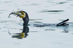 Winter Migrant Cormorants Catch Fish at West Lake in Hangzhou