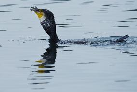 Winter Migrant Cormorants Catch Fish at West Lake in Hangzhou