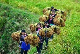 CHINA-GUIZHOU-CONGJIANG-GLUTINOUS RICE-HARVEST (CN)