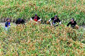 CHINA-GUIZHOU-CONGJIANG-GLUTINOUS RICE-HARVEST (CN)